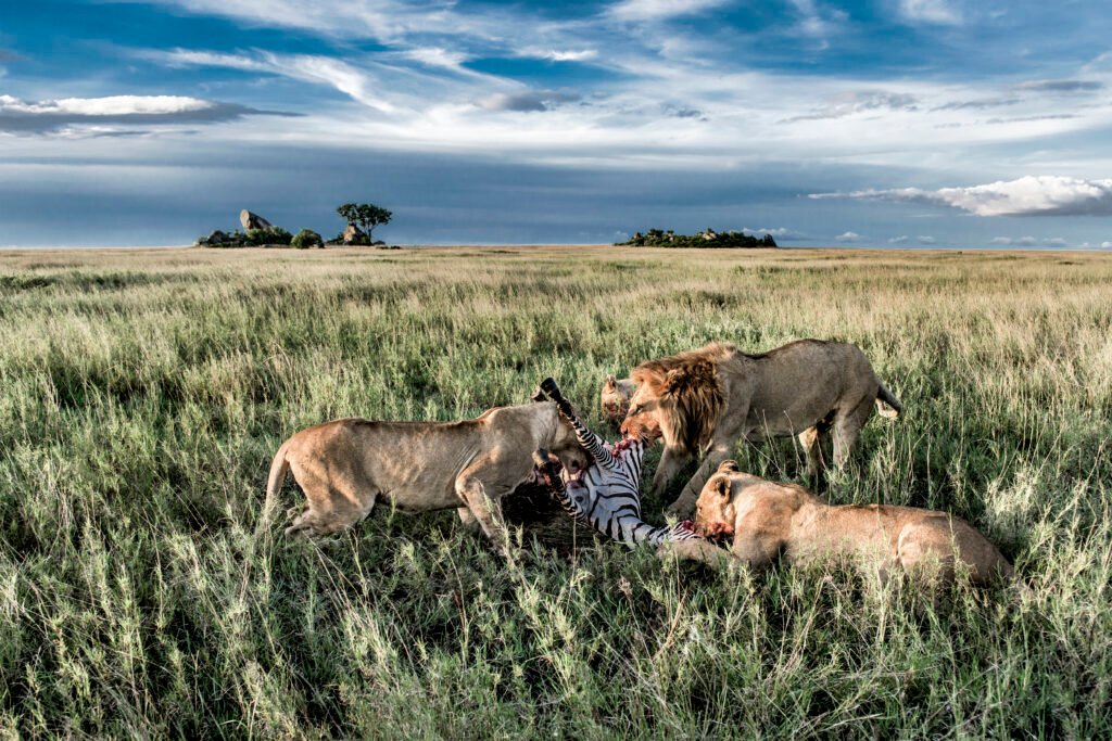 male and female lions eating zebras in serengeti n 2024 09 27 01 44 30 utc