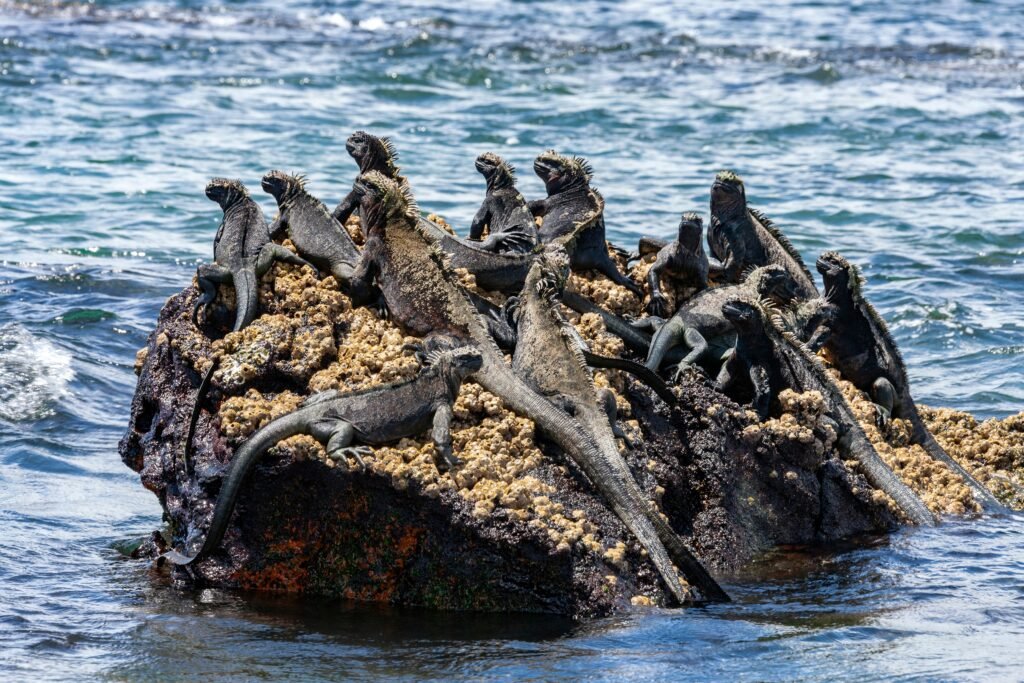 Best places to visit in South America: Marine Iguana found only on the Galapagos Islands, Ecuador