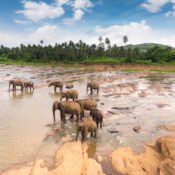 Elephants in Nature in Sri Lanka