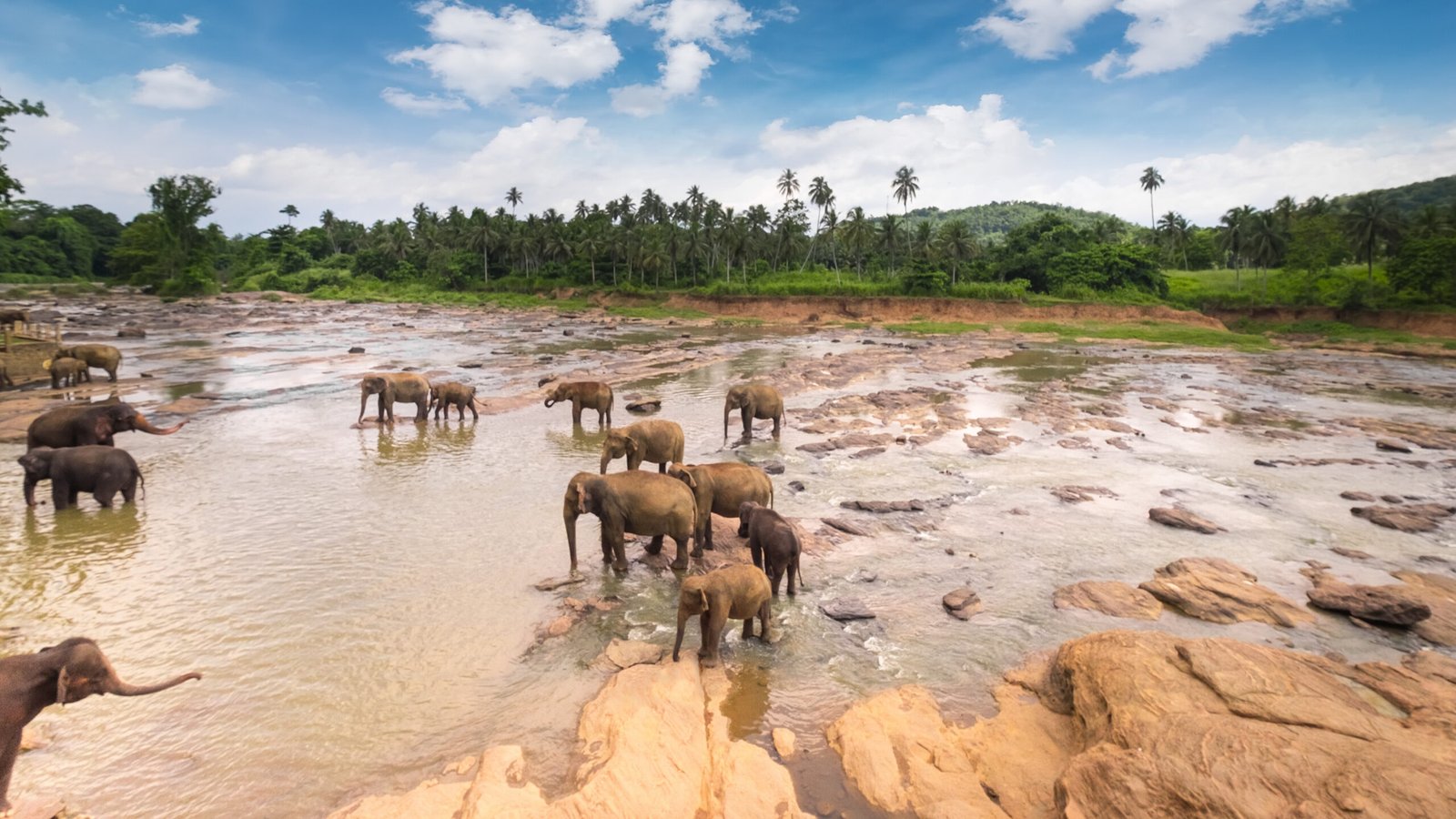 Elephants in Nature in Sri Lanka - Best Places to Visit in Sri Lanka