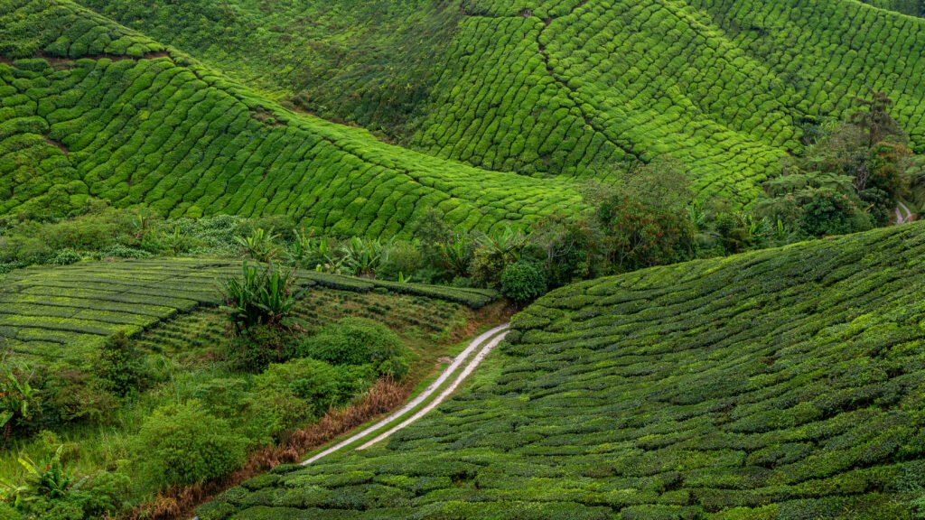 Tea plantation in Cameron Highlands, Malaysia - Best Places to Visit in Malaysia