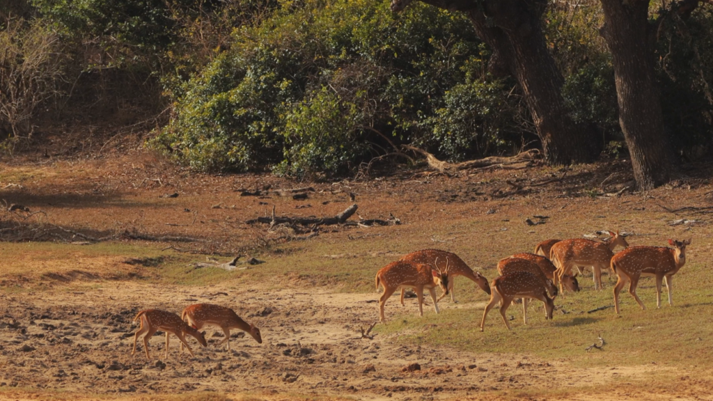 Yala National Park, Sri Lanka - Best Places to Visit in Sri Lanka