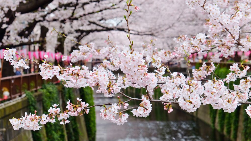 Beautiful cherry blossoms in full bloom along Meguro River in Tokyo, Japan, with delicate pink petals creating a picturesque spring scene during the annual sakura season.