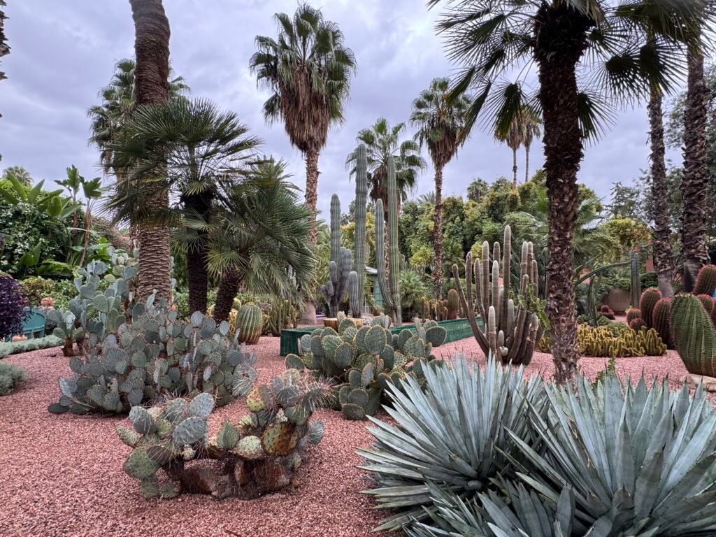 Cactus garden at Jardin Majorelle in Marrakech, featuring a vibrant collection of exotic plants and palm trees set against a serene backdrop.