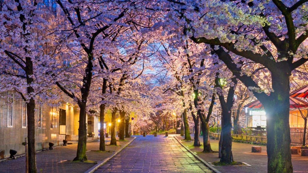 Gion Shirakawa, a picturesque street in Kyoto, Japan, lined with cherry blossom trees in full bloom during the evening. The soft glow of streetlights illuminates the pink petals, creating a serene and magical atmosphere, perfect for a springtime stroll.